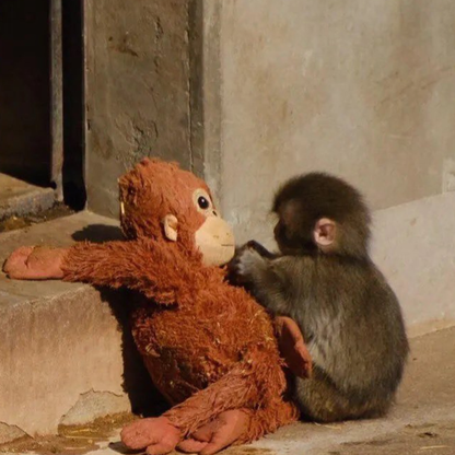 El orangután de Punch