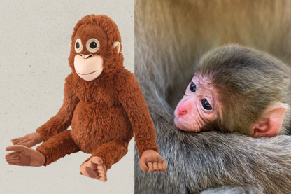 El orangután de Punch